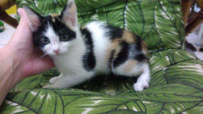 Gato ra a Srd idade 2 a 6 meses nome Cristal
