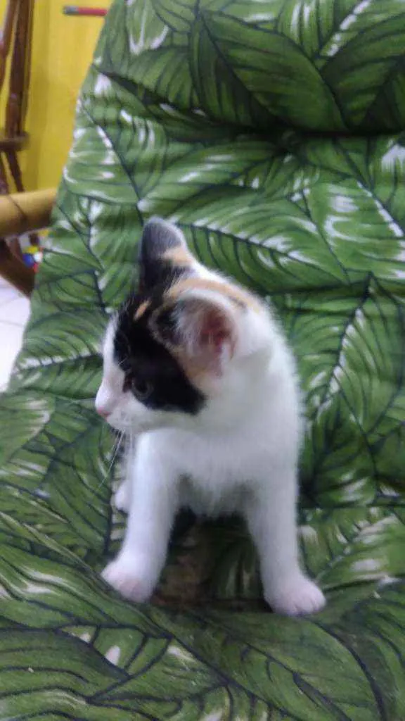 Gato ra a Srd idade 2 a 6 meses nome Cristal