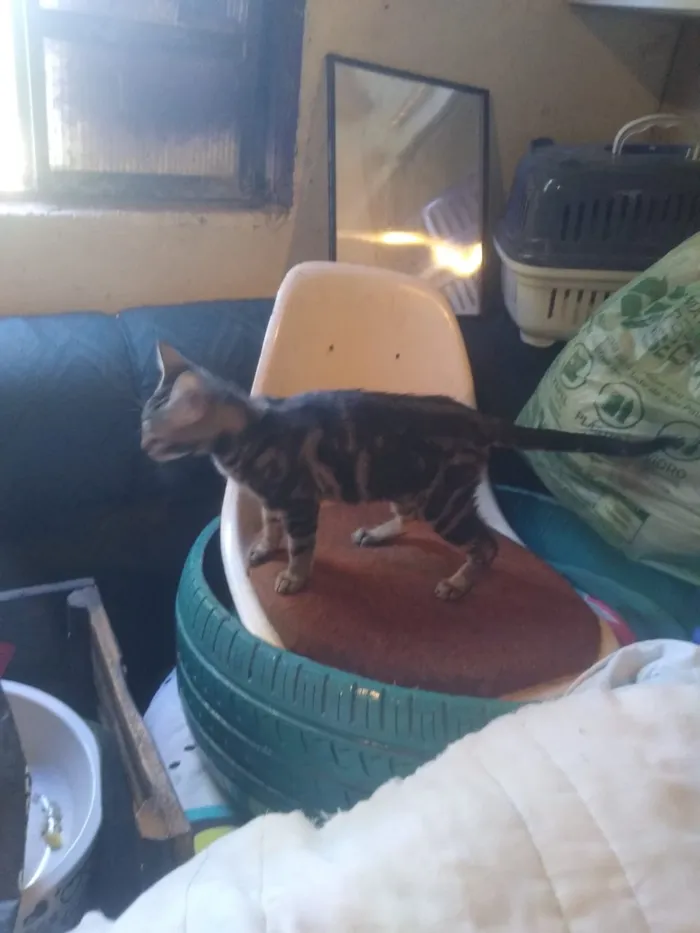 Gato ra a Srd, parece ser mestiça de ben idade 2 a 6 meses nome Taygra