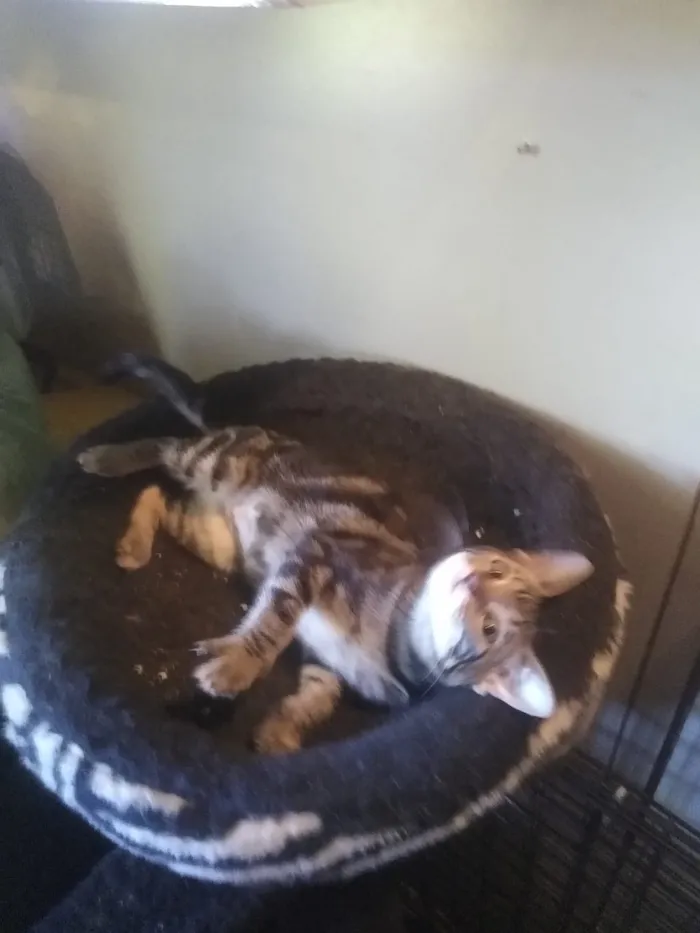 Gato ra a Srd, parece ser mestiça de ben idade 2 a 6 meses nome Taygra