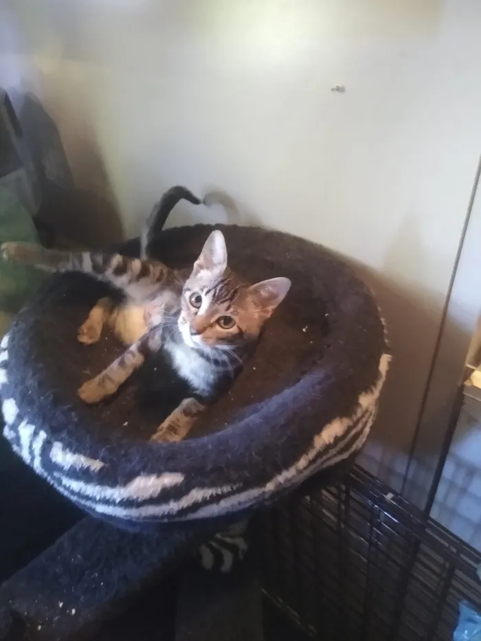 Gato ra a Srd, parece ser mestiça de ben idade 2 a 6 meses nome Taygra