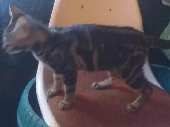 Gato ra a Srd, parece ser mestiça de ben idade 2 a 6 meses nome Taygra