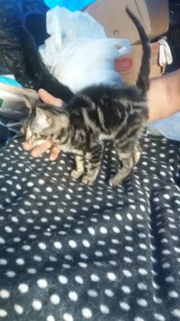 Gato ra a Srd, parece ser mestiça de ben idade 2 a 6 meses nome Taygra