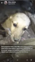 Não tem