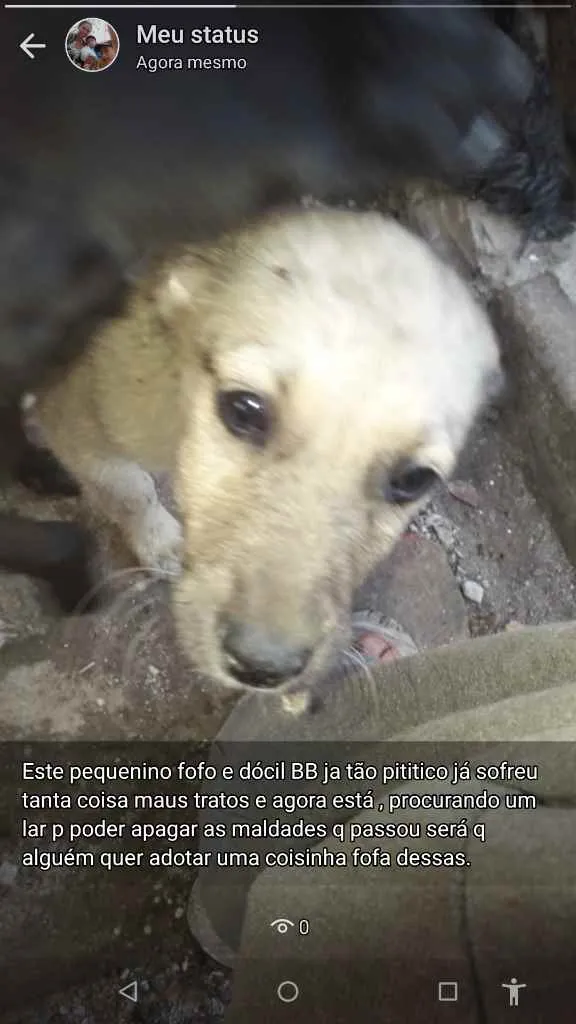 Cachorro ra a Não definimos idade 2 a 6 meses nome Não tem