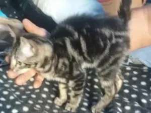 Gato raça Srd, parece ser mestiça de ben idade 2 a 6 meses nome Taygra