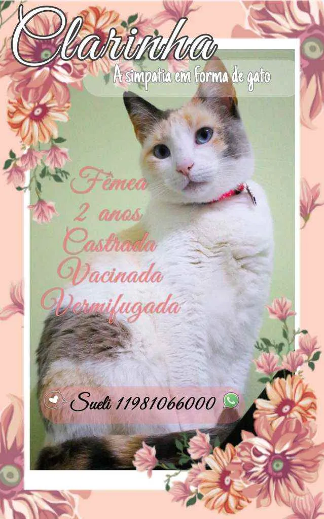 Gato ra a SRD idade 2 anos nome Clarinha