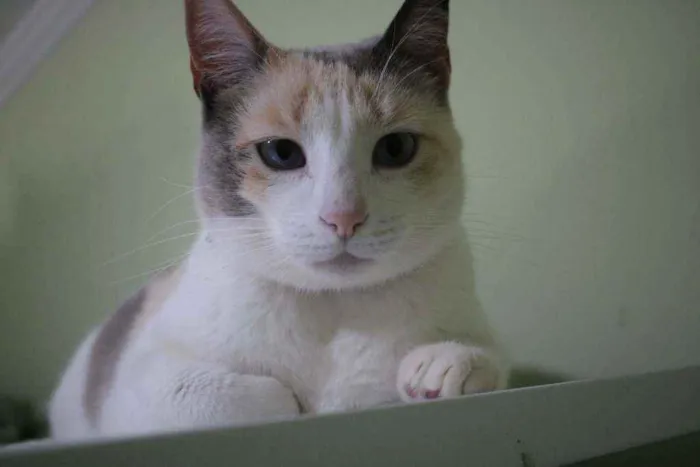 Gato ra a SRD idade 2 anos nome Clarinha