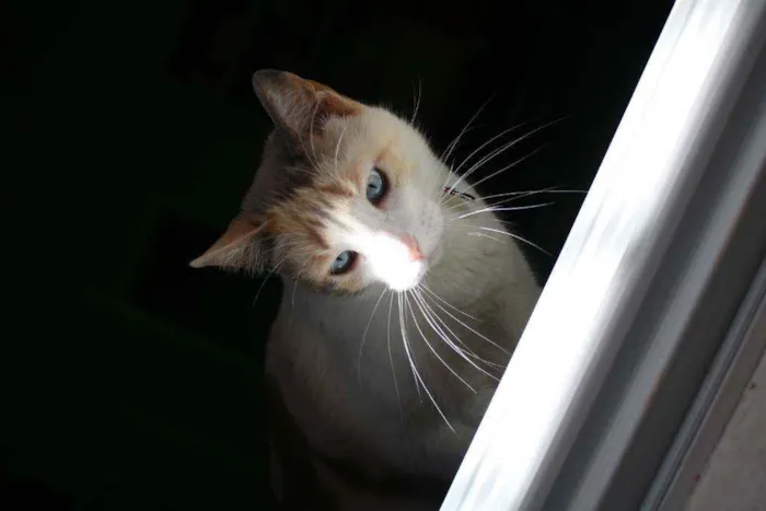 Gato ra a SRD idade 2 anos nome Clarinha