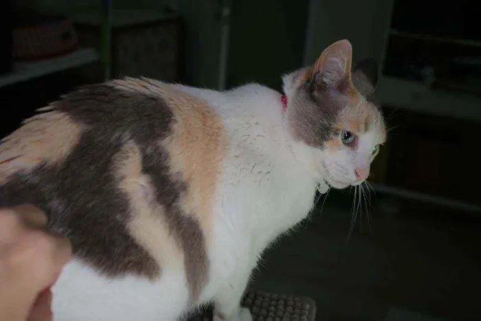 Gato ra a SRD idade 2 anos nome Clarinha