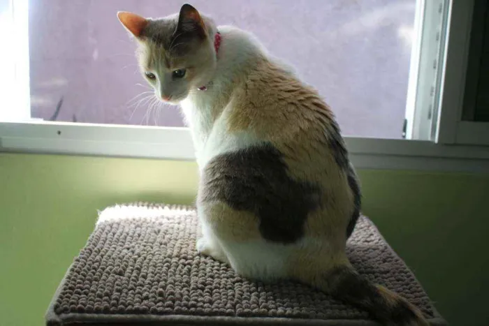 Gato ra a SRD idade 2 anos nome Clarinha