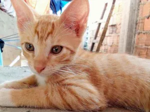 Gato raça Pelo curto brasileiro idade 2 a 6 meses nome Tigrinho e Mochi