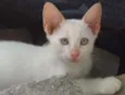 Tigrinho e Mochi