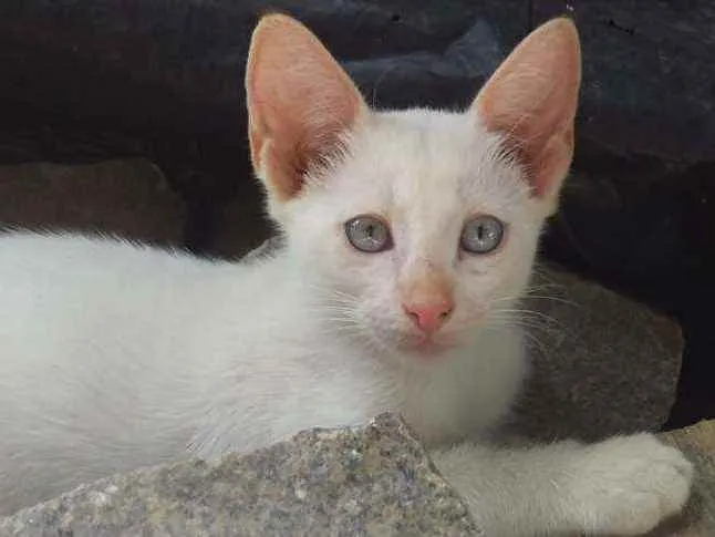 Gato raça Pelo curto brasileiro idade 2 a 6 meses nome Tigrinho e Mochi