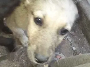 Cachorro raça Não definimos idade 2 a 6 meses nome Não tem