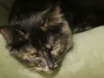 Mel