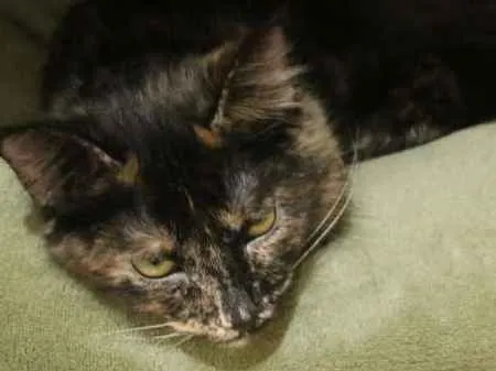 Gato ra a SRD idade 7 a 11 meses nome Mel