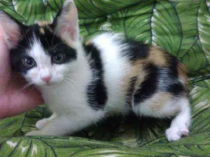 Gato raça Srd idade 2 a 6 meses nome Cristal