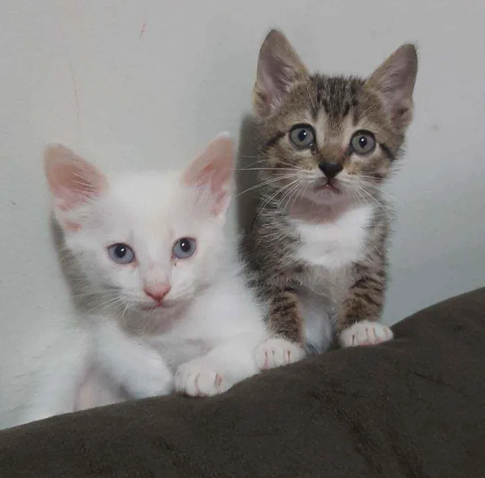 Gato ra a Gato sem  idade 2 a 6 meses nome Tom e Mia