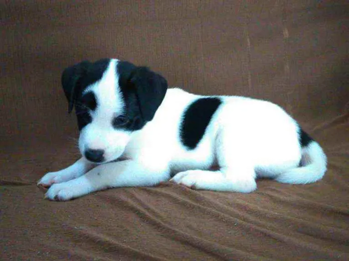 Cachorro raça Sem raça definida idade 2 a 6 meses nome Faisca