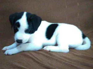 Cachorro raça Sem raça definida idade 2 a 6 meses nome Faisca