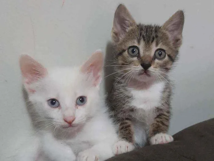 Gato ra a Gato sem  idade 2 a 6 meses nome Tom e Mia