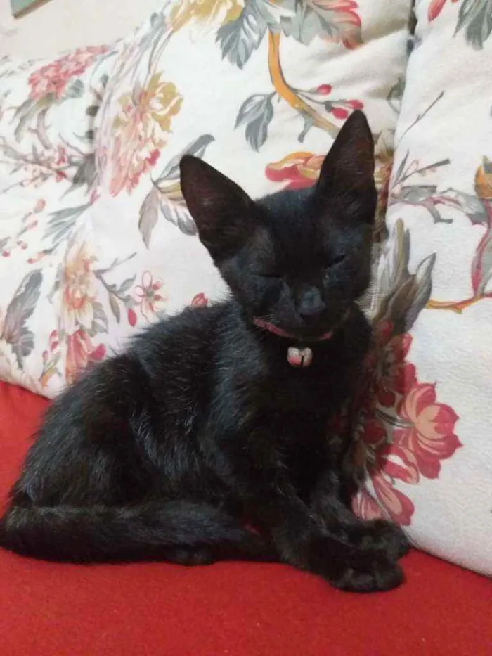 Gato ra a  idade 2 a 6 meses nome Banguela