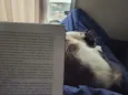 Elvis