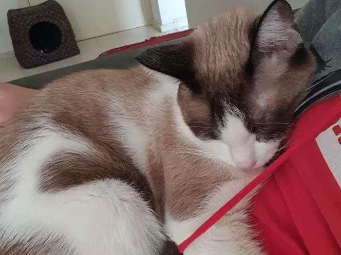 Gato ra a Sem raça definida idade 1 ano nome Elvis