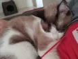 Elvis
