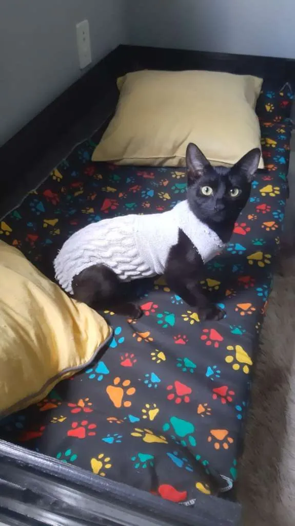 Gato ra a SRd idade 2 a 6 meses nome Isa