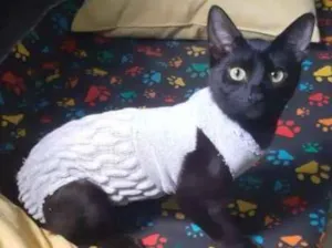 Gato raça SRd idade 2 a 6 meses nome Isa