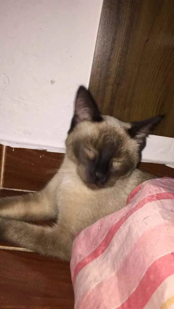 Gato ra a Siamesa idade  nome Olívia 