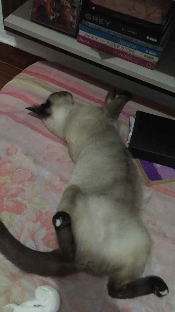 Gato ra a Siamesa idade  nome Olívia 