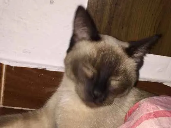 Gato ra a Siamesa idade  nome Olívia 