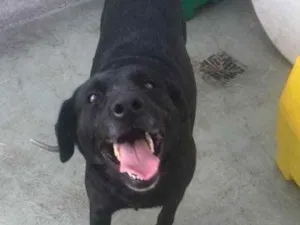 Cachorro raça Labrador/SRD idade 3 anos nome Ramona e Dolores