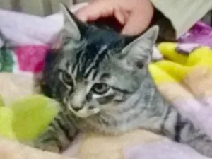 Gato raça SRD idade 2 a 6 meses nome Tom 