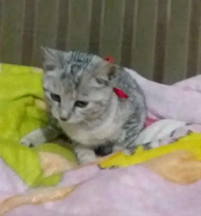 Gato ra a SRD idade 2 a 6 meses nome Bia 