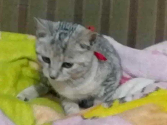Gato ra a SRD idade 2 a 6 meses nome Bia 