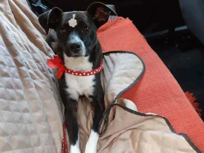 Cachorro raça SRD idade 1 ano nome Luna