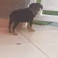Tico