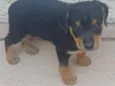 Tico