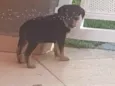 Tico