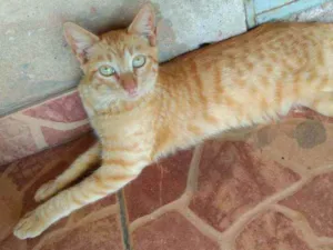 Gato raça Vira Lata idade 1 ano nome Raji