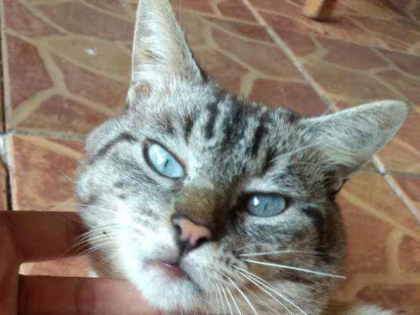 Gato ra a Vira Lata idade 5 anos nome Raimundo