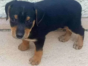 Cachorro raça SRD idade 2 a 6 meses nome Tico