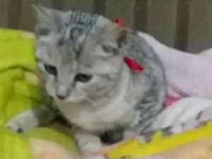 Gato raça SRD idade 2 a 6 meses nome Bia 