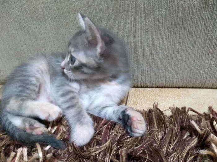Gato raça Mistura idade Abaixo de 2 meses nome Sem nome