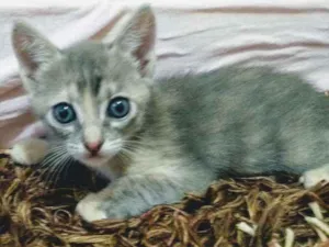 Gato raça Mistura idade Abaixo de 2 meses nome Sem nome