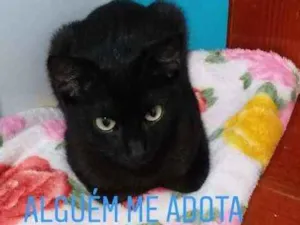 Gato raça Srd idade 2 a 6 meses nome Café